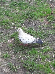 Columba livia domestica