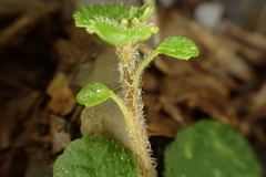Chrysosplenium formosanum