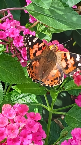 Painted Lady