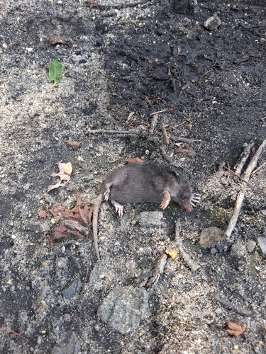 Eastern Mole observed by universal_ruler