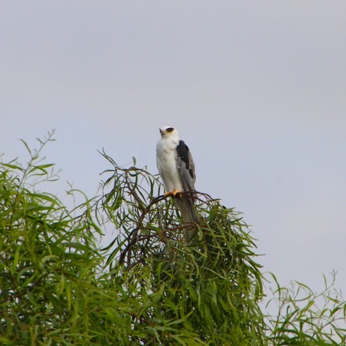 iNaturalist observation photo of White-tailed Kite