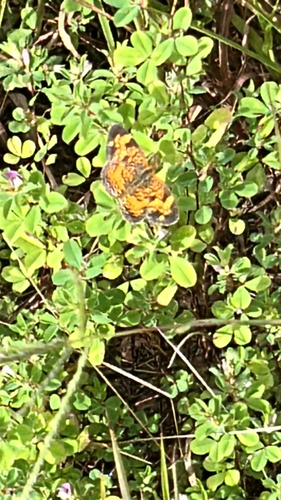 Pearl Crescent