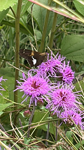 Silver-spotted Skipper