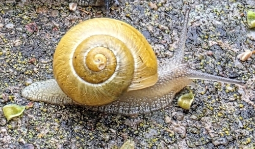 Cepaea