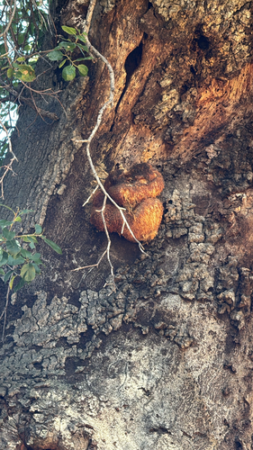 iNaturalist observation photo of lion's-mane mushroom