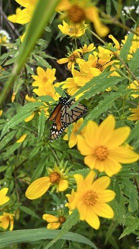 Monarch