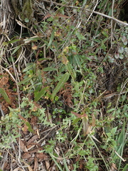 Smilax elongatoumbellata