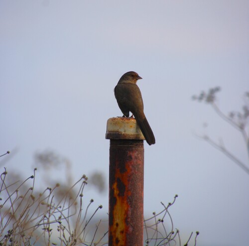 iNaturalist observation photo of California Towhee