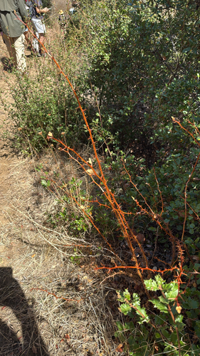 iNaturalist observation photo of Fuchsiaflower Gooseberry