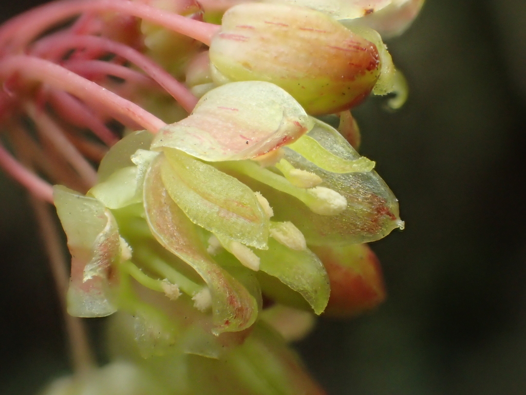 Smilax elongatoumbellata (Smilax elongatoumbellata)