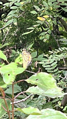 Migratory Monarch