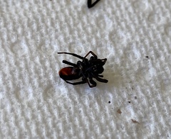 Castianeira descripta