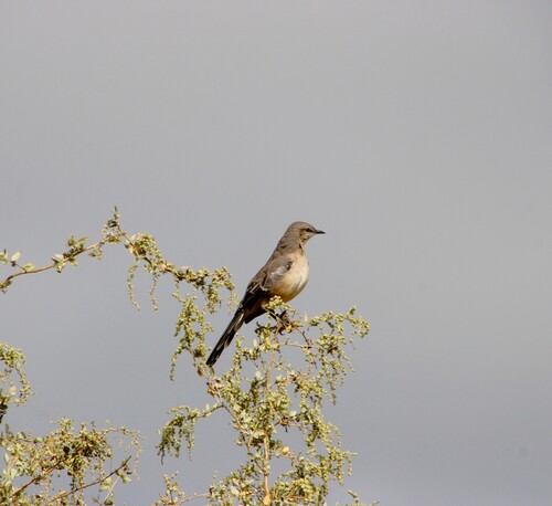 iNaturalist observation photo of Northern Mockingbird