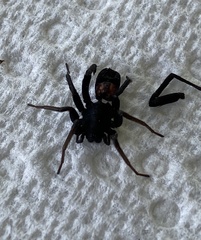 Castianeira descripta