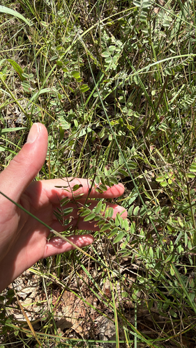 leadplant