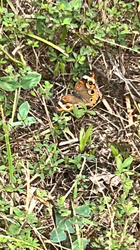 Common Buckeye