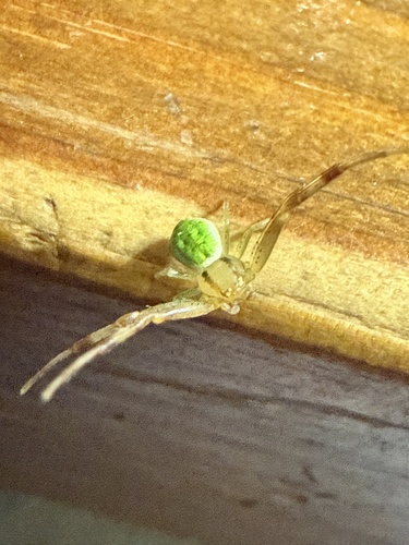 Triangle Crab Spider