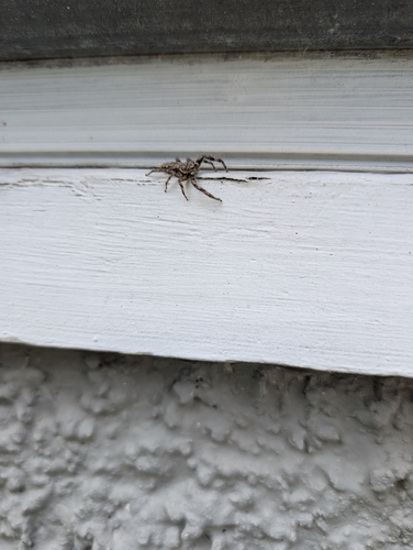 Tan Jumping Spider