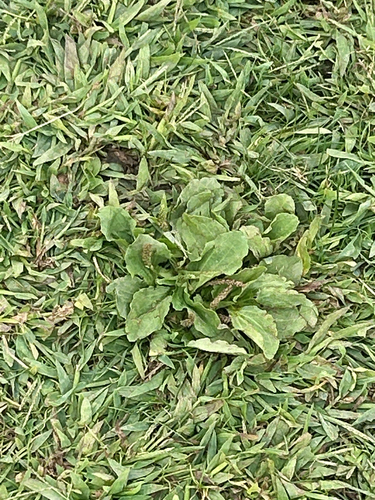greater plantain