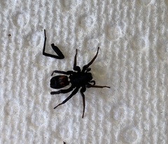 Castianeira descripta