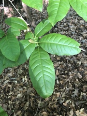 Oxydendrum