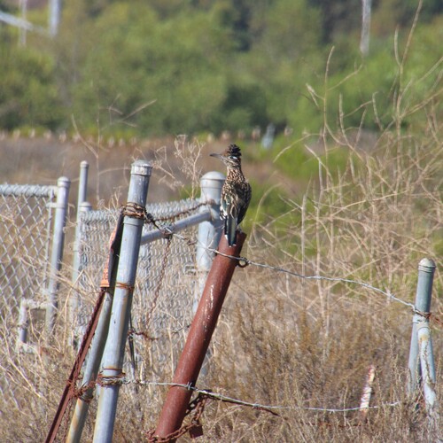 iNaturalist observation photo of Greater Roadrunner
