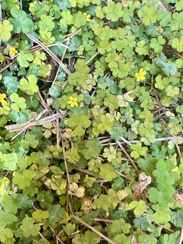 least yellow-sorrel