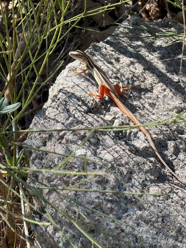 Large Psammodromus