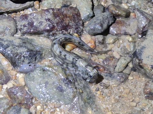 Istiblennius lineatus observed 2026-09-13