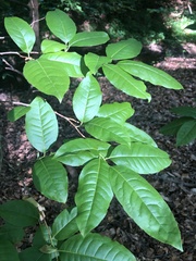 Oxydendrum