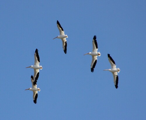 iNaturalist observation photo of American White Pelican