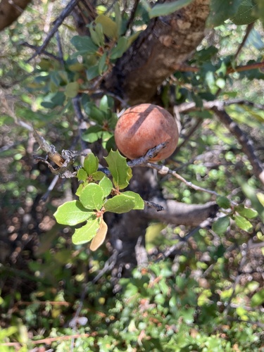 iNaturalist observation photo of Gall Wasps and Allies