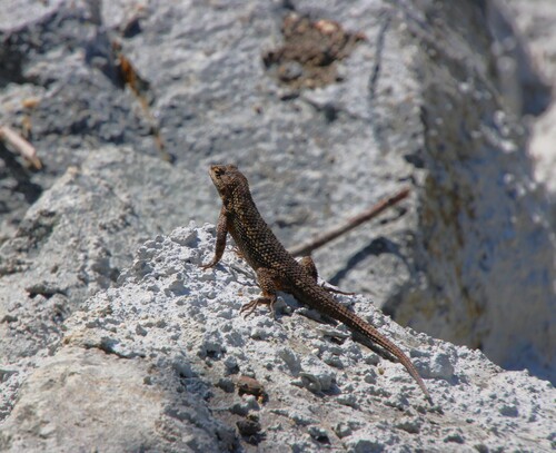 iNaturalist observation photo of Western Fence Lizard