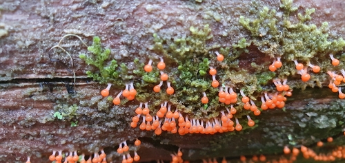salmon-eggs
