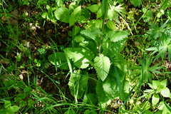 Tephroseris cladobotrys cladobotrys