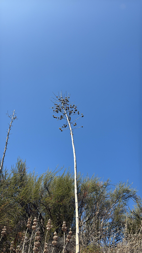 iNaturalist observation photo of chaparral yucca