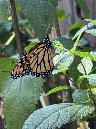 Monarch