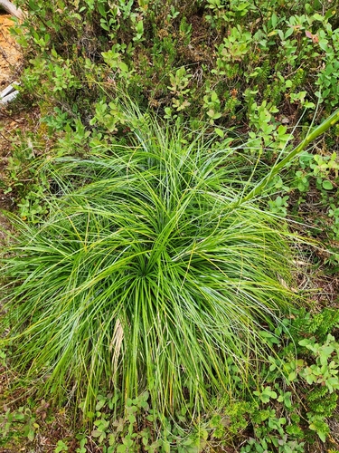 Xerophyllum tenax, photograph 3