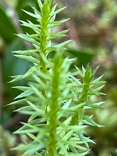 interrupted clubmoss