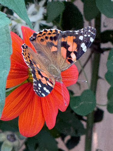 Painted Lady