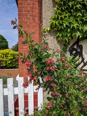 Escallonia rubra macrantha