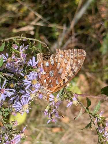 Great Spangled Fritillary