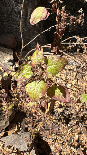 iNaturalist observation photo of canyon sunflower