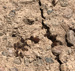 Pheidole californica