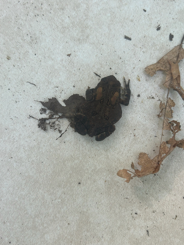 American Toad