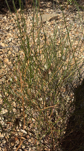 iNaturalist observation photo of Dicots