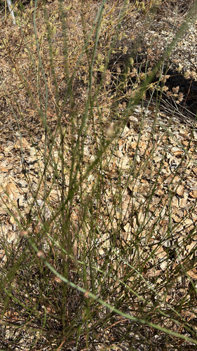 iNaturalist observation photo of Spanish Broom