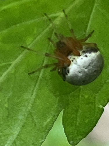 Lattice Orbweaver