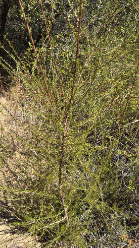 iNaturalist observation photo of chamise