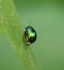 Eumolpinae